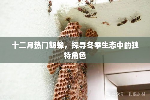 冬季胡蜂揭秘，探尋十二月熱門昆蟲的獨特生態角色