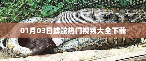 最新蟒蛇視頻下載合集，熱門視頻一網(wǎng)打盡！