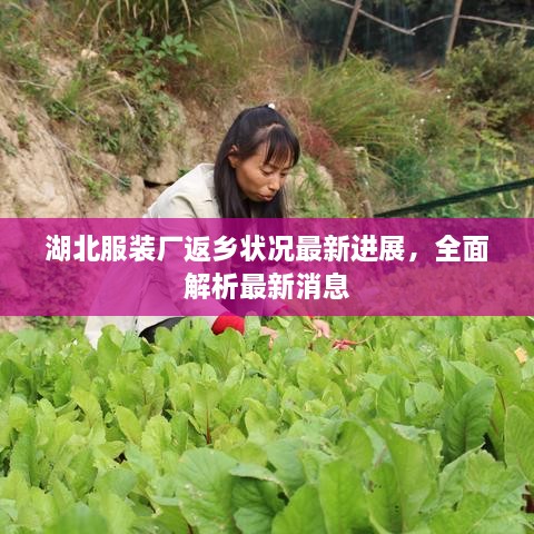 湖北服裝廠返鄉狀況最新進展，全面解析最新消息